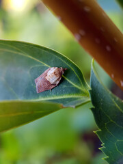 Moth on leaf