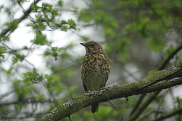 song thrush (Turdus philomelos) a much loved British songbird