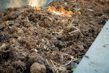 Obraz premium A close up shot of cattle dung organic manure in India. It is an organic fertilizer and manure containing essential nutrients for healthy growth of plants.