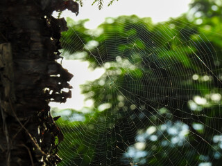 A close up shot of a spider web with a defocused background with trees