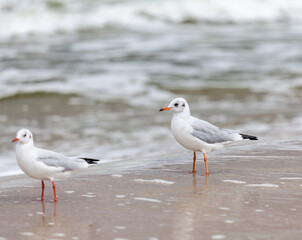 Seagull in the natural environment on the Baltic Sea.