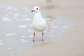 Seagull in the natural environment on the Baltic Sea.