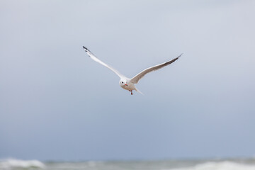 Seagull in the natural environment on the Baltic Sea.