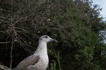Une jeune mouette brune regarde au loin