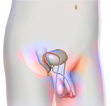 Pre-pubescent boy's genitals (testes vas deferens seminal vesicles.
