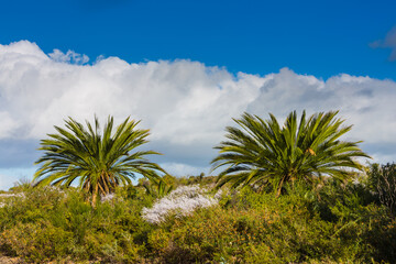 Fototapeta na wymiar Landscape with fire resistant Palm trees against sky with white clouds in Lesueur National Park, Western Australia 