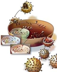 Penetration and duplication of the AIDS virus in the host cell.