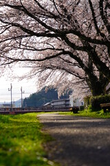 満開の桜を楽しめる散歩道