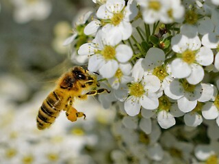 bee on a flower