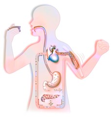 Diagram of the sugar cycle in a child's silhouette.