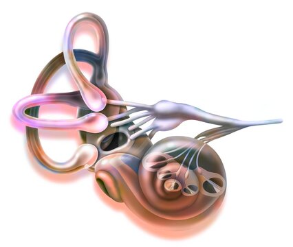 Inner ear and vestibular apparatus with semicircular canals macule.