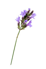 Fototapeta premium Close up of a sprig of lavender (lavandala angustifolia) on a white.
