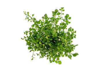Bouquet of spiky cardamines or shaggy cardamines on white background.