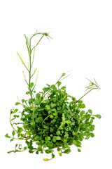 Bouquet of spiky cardamines or shaggy cardamines on white background.