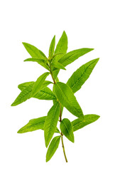 Sprig of lemon verbena (verbena) on white background.