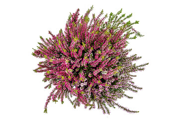 Blooming heather (calluna vulgaris). Family