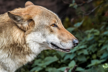 Gray Wolf (Canis lupus)