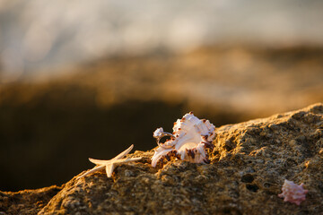 Engagement ring on a seaside with starfish
