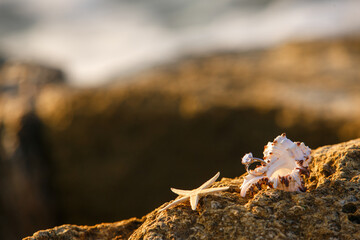 Engagement ring on a seaside with starfish