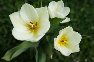 Macro photo white tulip head . Top view