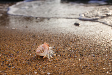 seashell on the beach