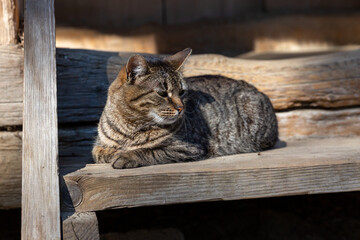 Adult cat sitting on a wooden ladder.