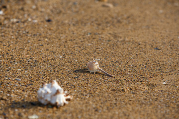 seashell on the beach