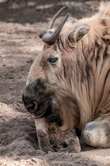 Fototapeta premium Takin (Budorcas taxicolor)