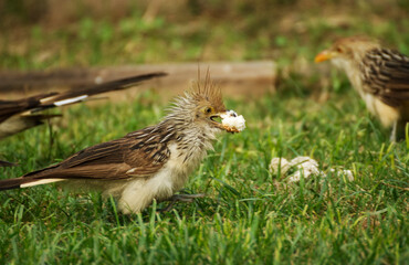 Guira bird hungry in the garden