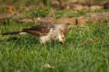 Guira bird hungry in the garden