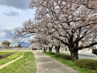 Scenery of cherry blossoms along the Sana River in Toyokawa City