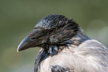 Hooded Crow (Corvus cornix) in park