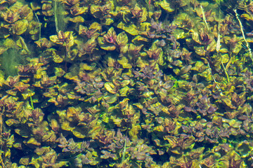 The image of leaves, algae and various plants living underwater. Green underwater plants. BLURRY