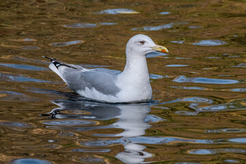 Herring Gull (Larus argentatus) in park pond