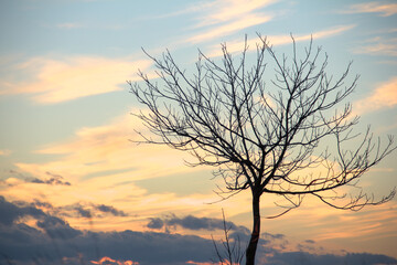 Tree against the sky. At sunset. Close up.