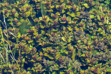 The image of leaves, algae and various plants living underwater. Green underwater plants. BLURRY