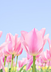 青空に咲くピンク色のチューリップ