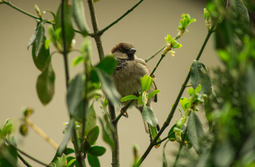 bird on a branch