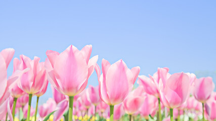 青空に咲き誇るピンク色のチューリップ