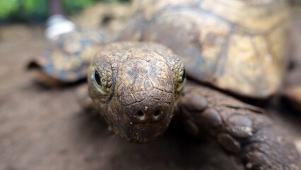 turtle head