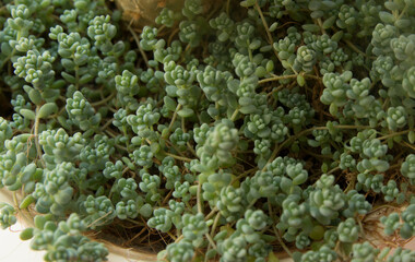 natural close up macro copy space shot of a bunch of green sedum reflexeum or rupestre (Jenny's stonecrop, blue stonecrop, stone orpine or prick-madam) succulent plants from a ragged brown wooden pot