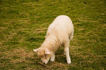 Obraz premium lamb on the meadow
