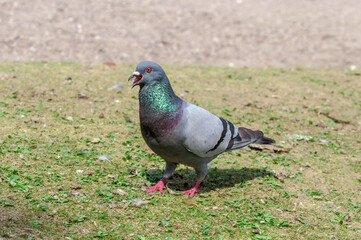 Rock Dove (Columba livia) in park