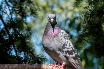 Rock Dove (Columba livia) in park