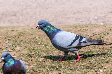 Rock Dove (Columba livia) in park