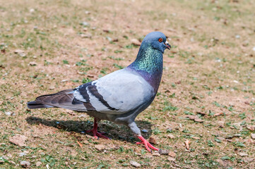 Rock Dove (Columba livia) in park