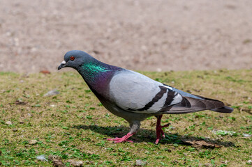 Rock Dove (Columba livia) in park