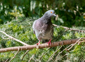 Rock Dove (Columba livia) in park