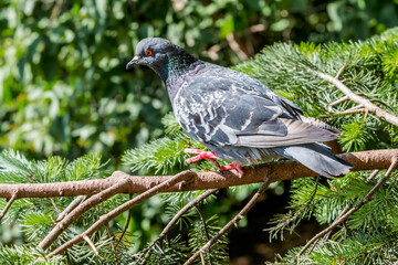 Rock Dove (Columba livia) in park