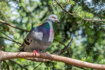 Rock Dove (Columba livia) in park